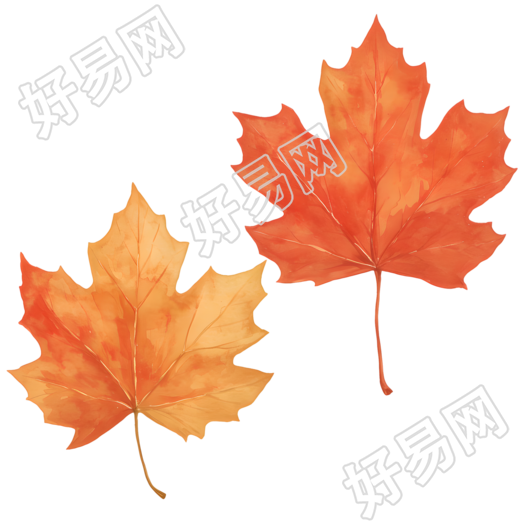 立秋枫叶素材