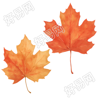 立秋枫叶素材