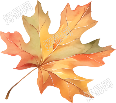 立秋枫叶水彩元素