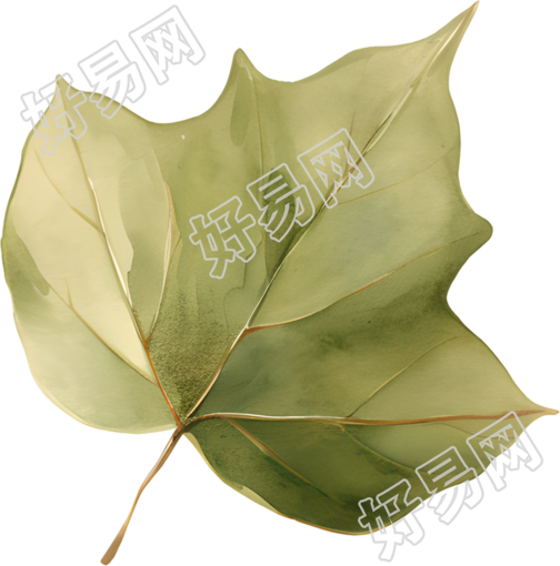 立秋树叶透明背景素材