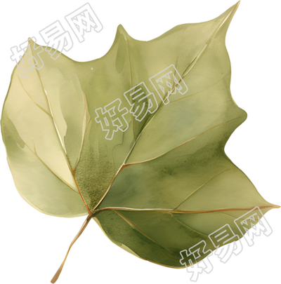 立秋树叶透明背景素材