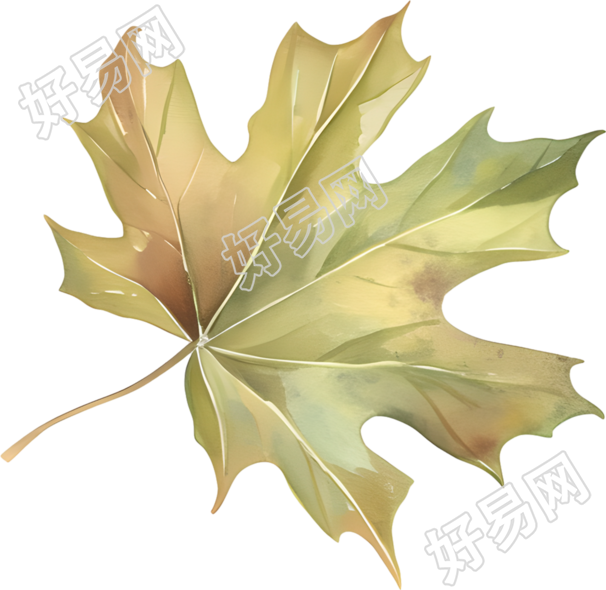 立秋枫叶唯美插图