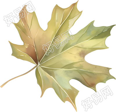 立秋枫叶唯美插图