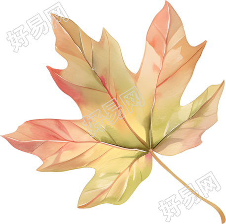 立秋枫叶商业设计插画