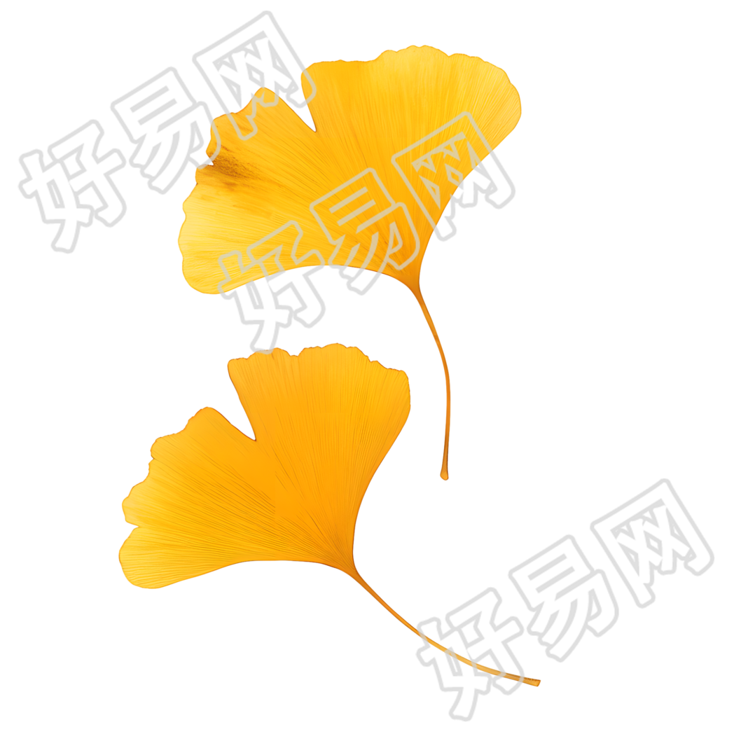 立秋银杏叶商用素材