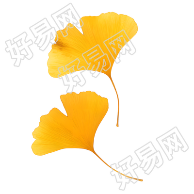 立秋银杏叶商用素材