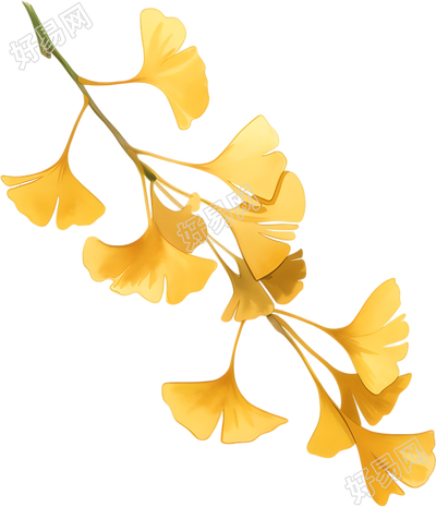 立秋银杏叶矢量插画