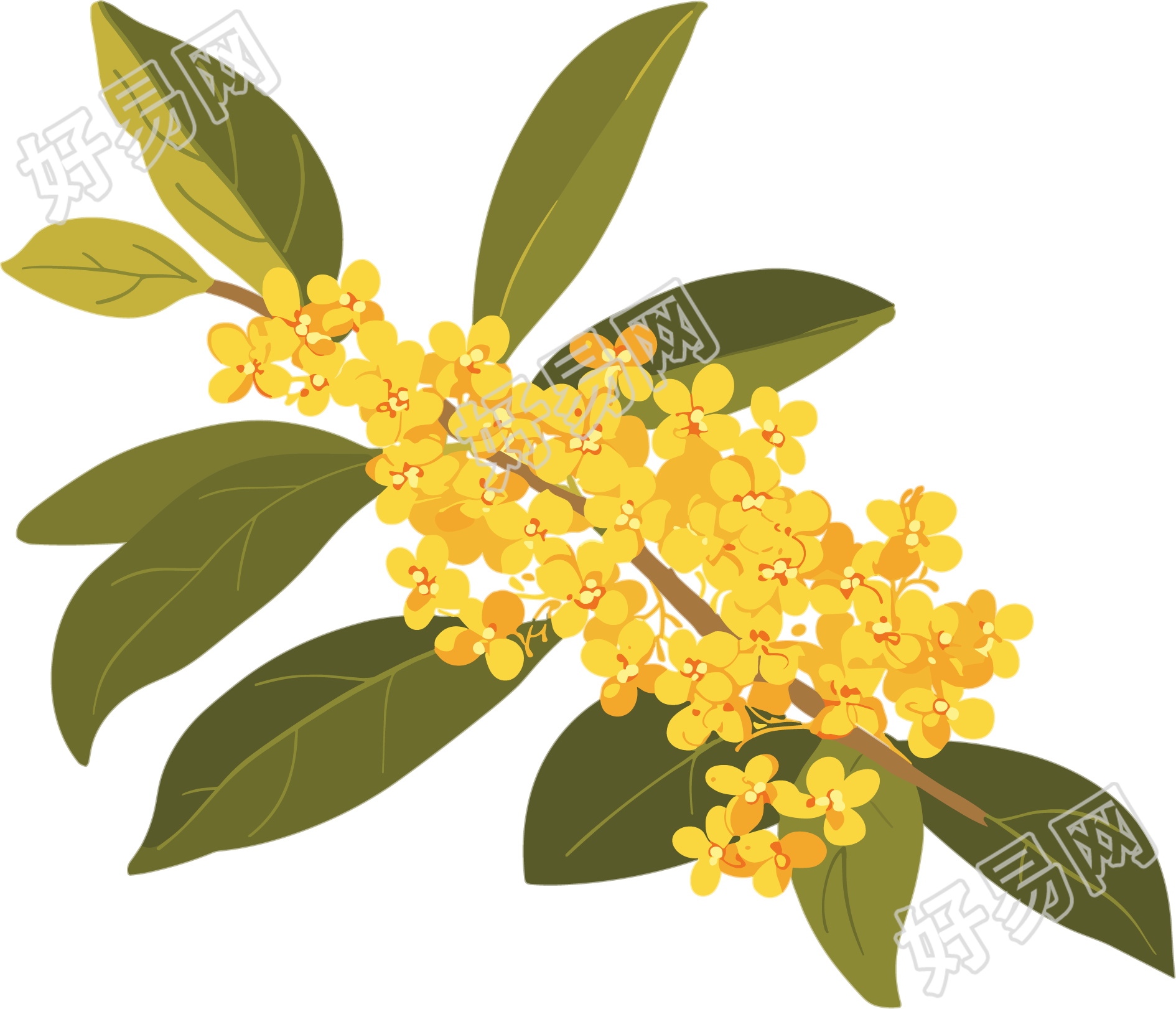 立秋桂花插图