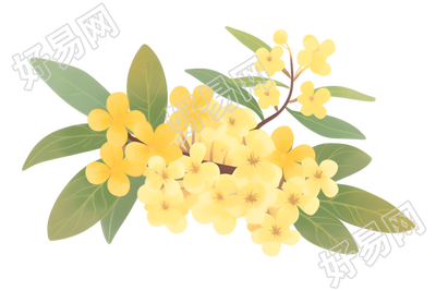 立秋桂花素材