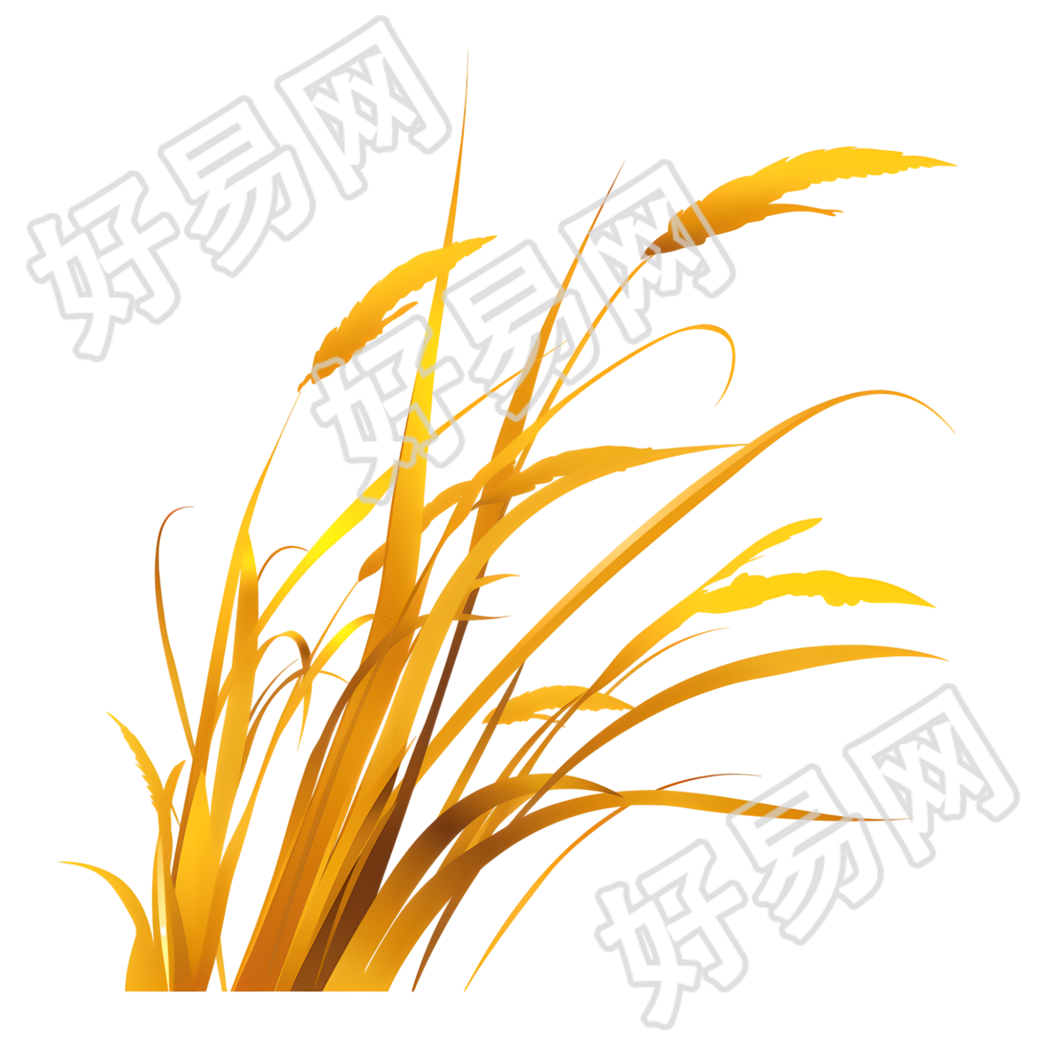 立秋芦苇素材
