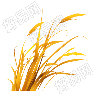 立秋芦苇素材