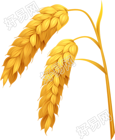 立秋水稻插图