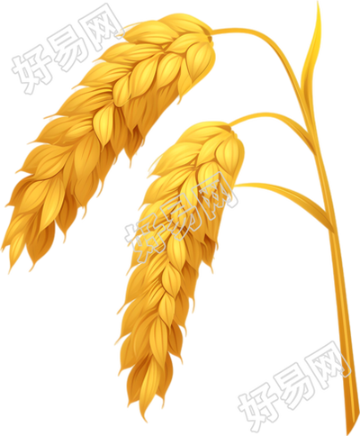 立秋水稻插图