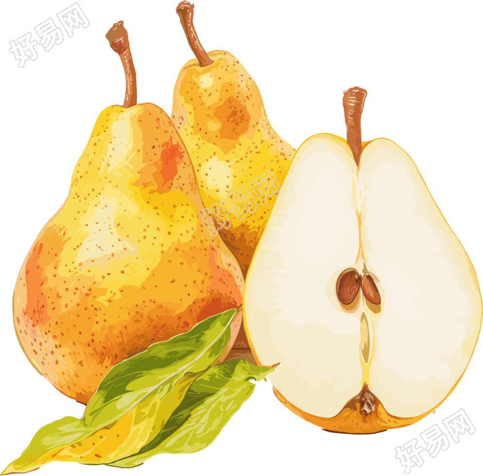 秋梨插画素材