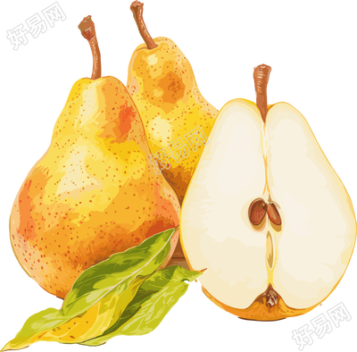秋梨插画素材