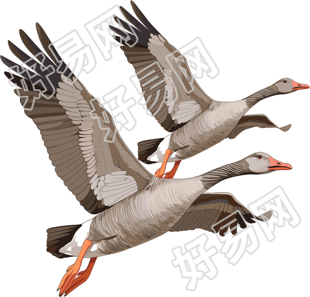 大雁透明背景素材