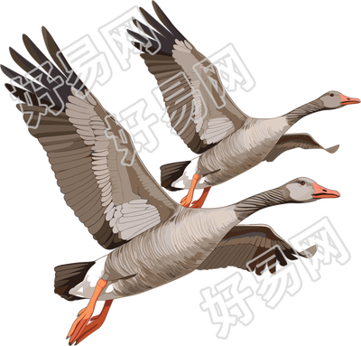 大雁透明背景素材