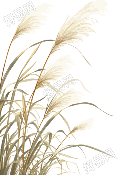 芦苇插画素材