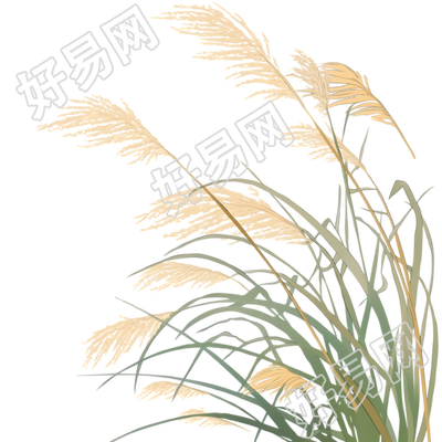 芦苇可商用插画