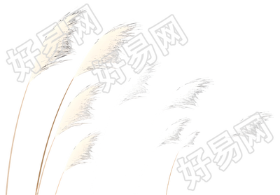 芦苇简约插画