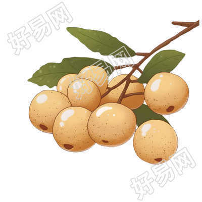 龙眼商业设计插图
