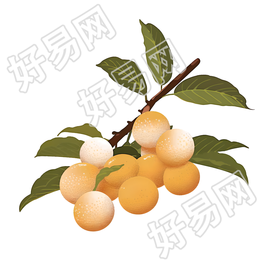 龙眼水果插画