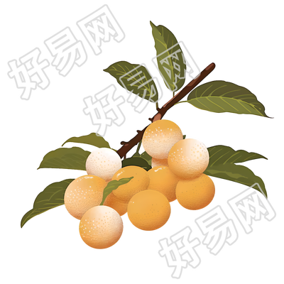 龙眼水果插画