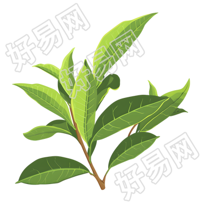 白露茶商业设计素材