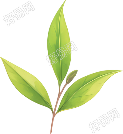 白露茶透明背景素材