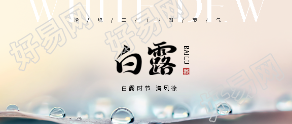 白露节气露水实景微信公众号首图