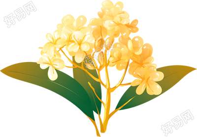 黄色桂花矢量插图