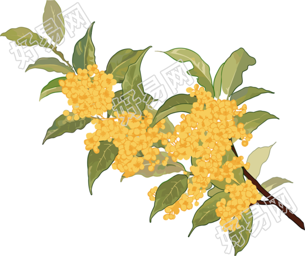 桂花创意设计插画