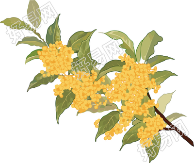 桂花创意设计插画