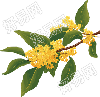 桂花透明背景元素