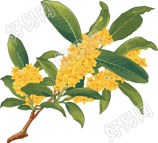 桂花可商用插画