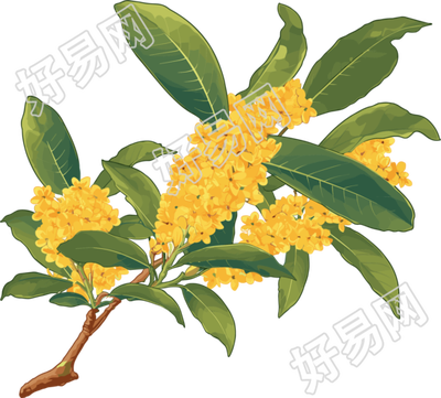 桂花可商用插画