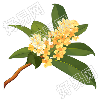 桂花高清商用素材