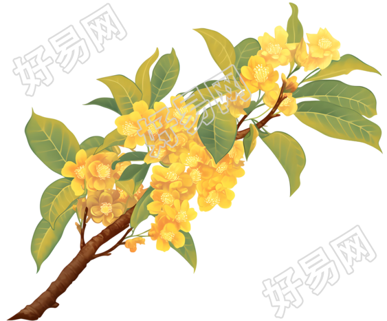 桂花商用设计元素