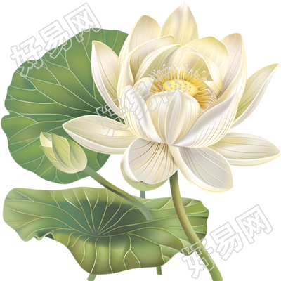 白色莲花矢量插画