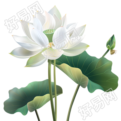 白色莲花商用素材