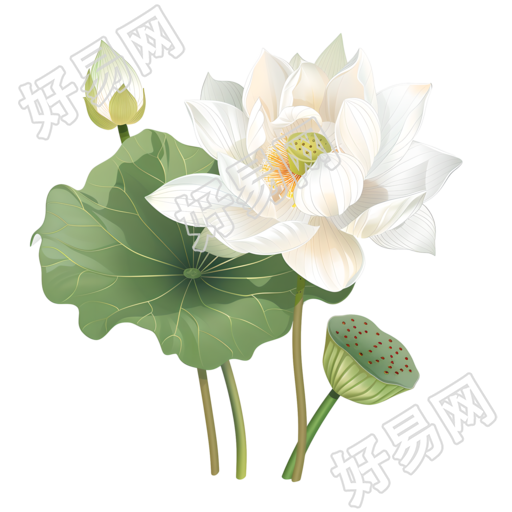白色莲花创意设计元素