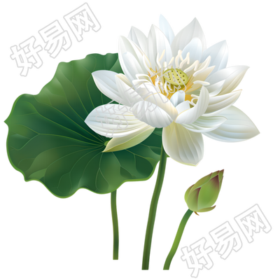 白色莲花高清商业素材