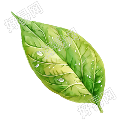 露水插画素材