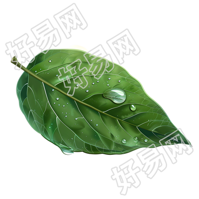 露水商业插画
