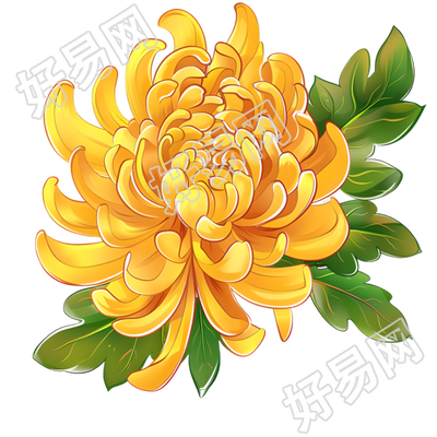 菊花PNG图形素材