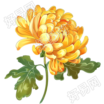 菊花插画设计素材