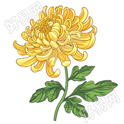 菊花简约手绘插画