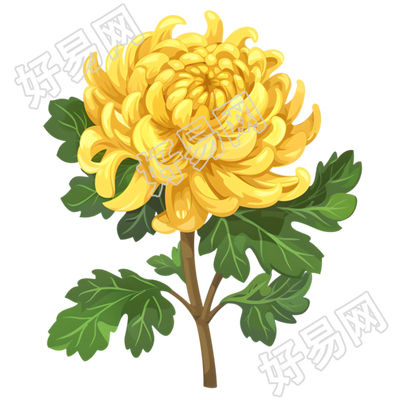 菊花透明背景插图