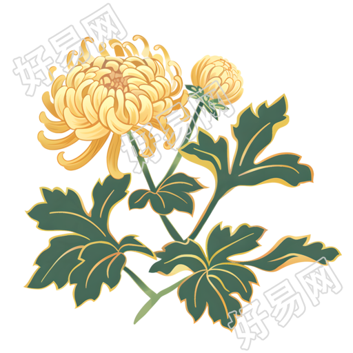 菊花简洁素材