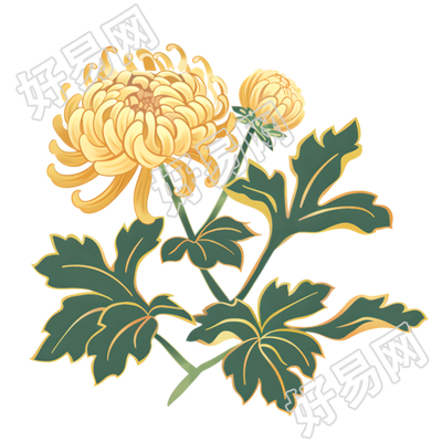 菊花简洁素材